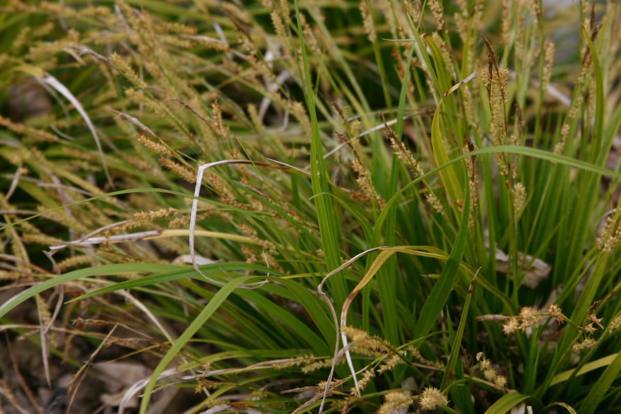 carex-morrowii