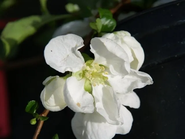 Chaenomeles superba 'Jet Trail'