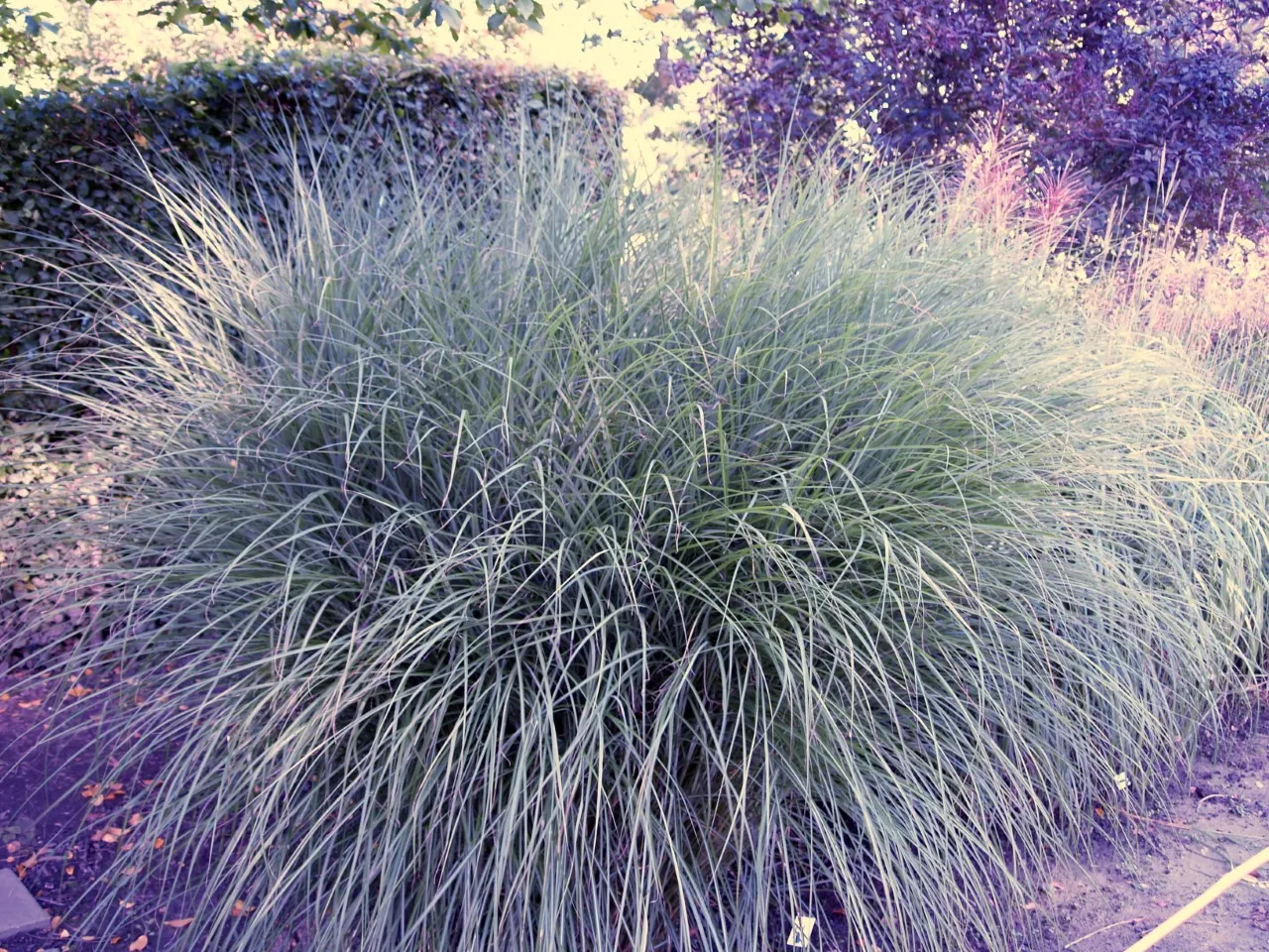 Miscanthus sinensis 'Gracillimus'