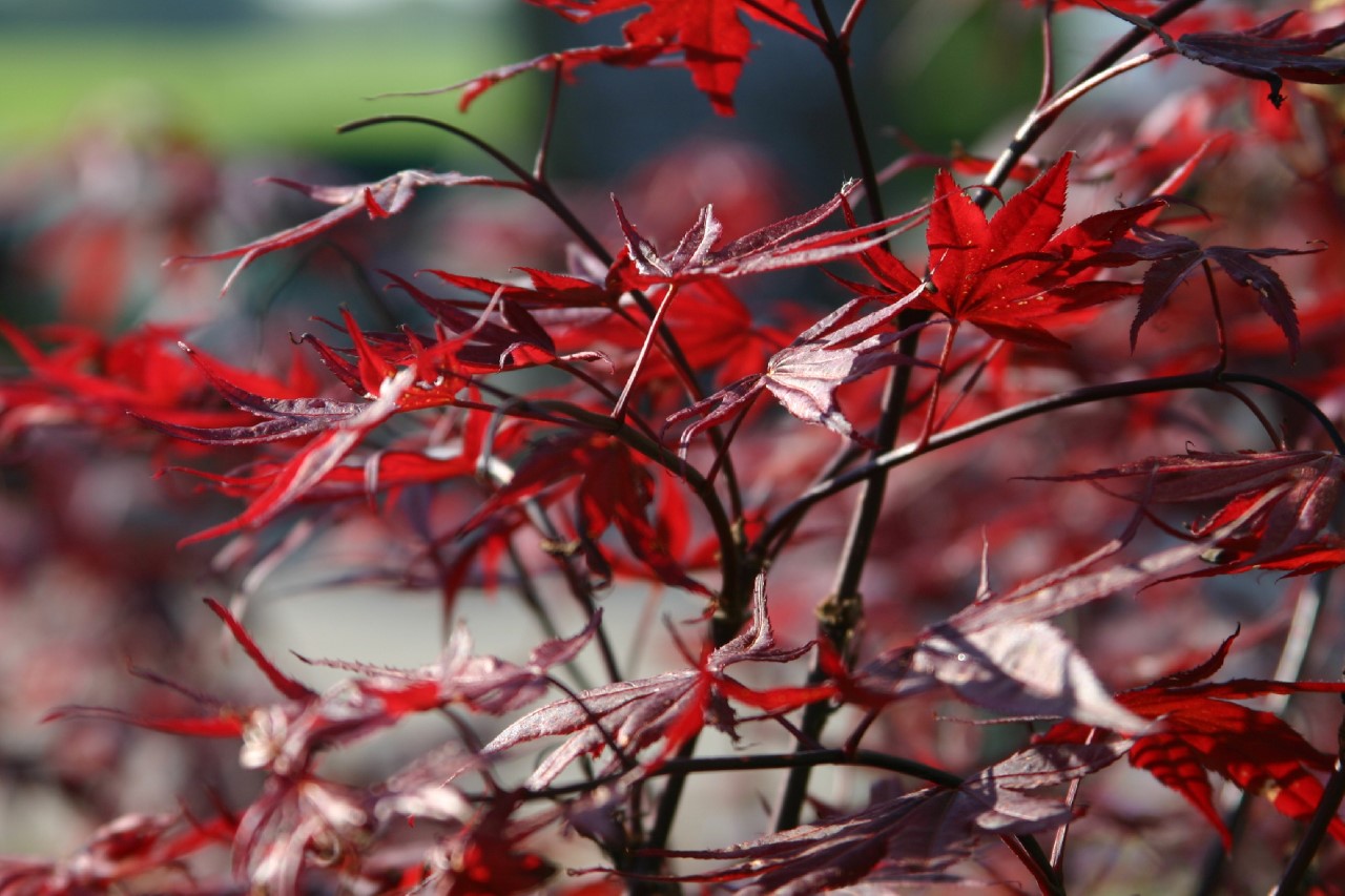 acer-palmatum-bloodgood