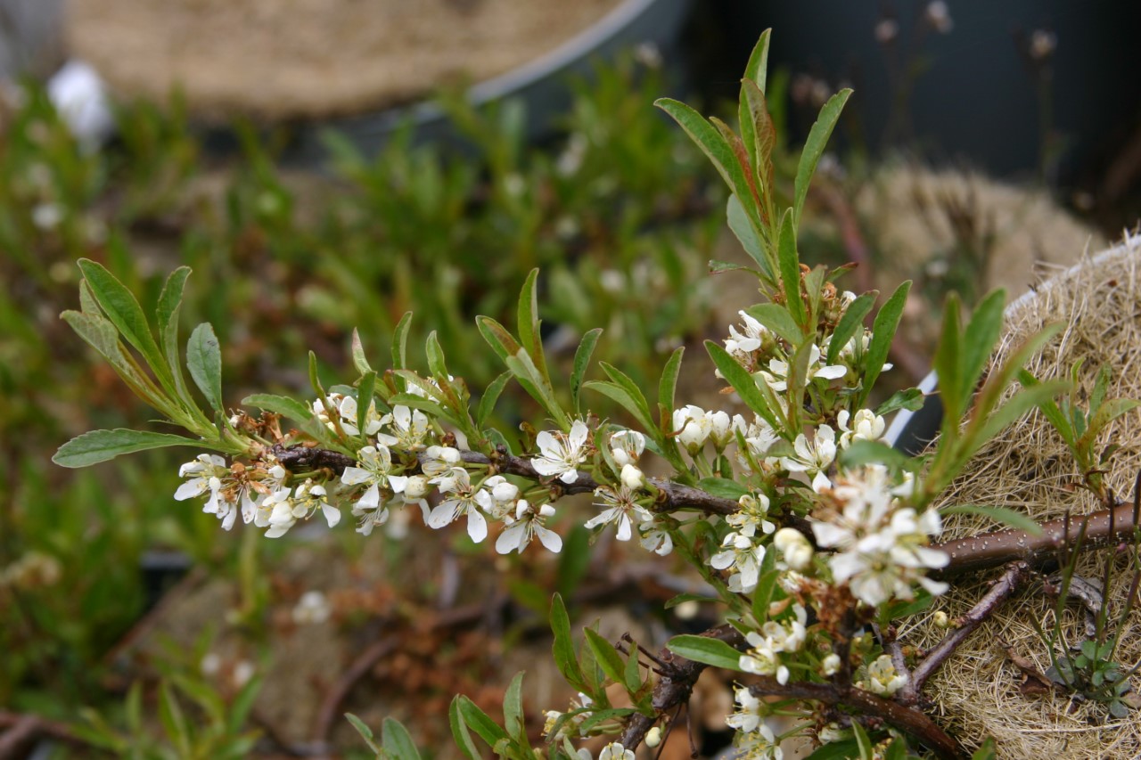 prunus-pumila-depressa