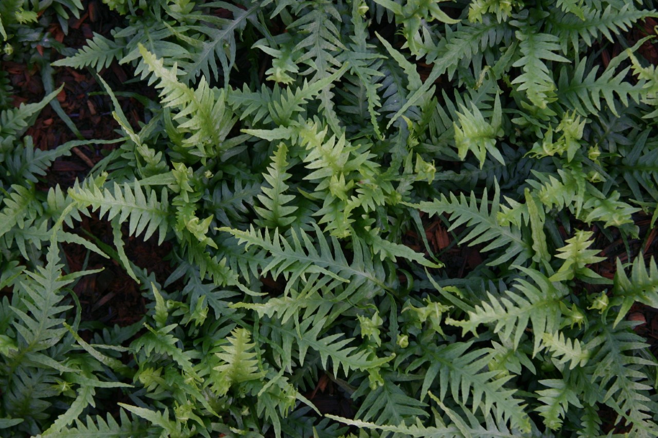 asplenium-ebenoides