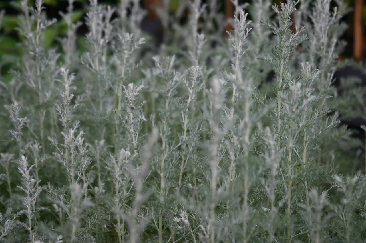 Artemisia arborescens 'Little Mice'