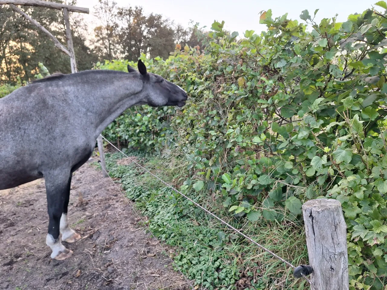 Themadag PAARDENHAGEN Paard&Plant