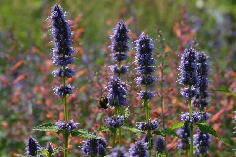 Agastache 'Blue Fortune'