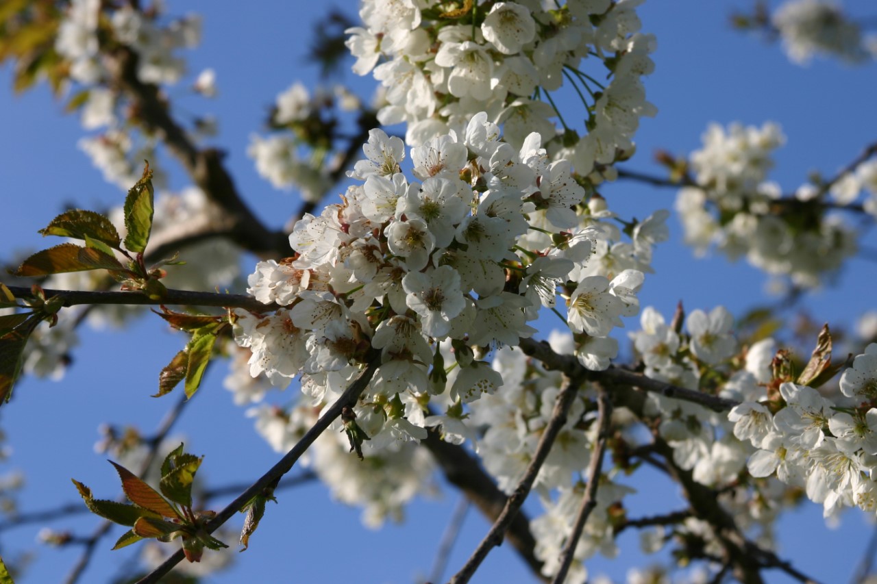 Prunus avium 'Stella' : C7.5 : 150-175 : onderstam Prunus 'Colt'