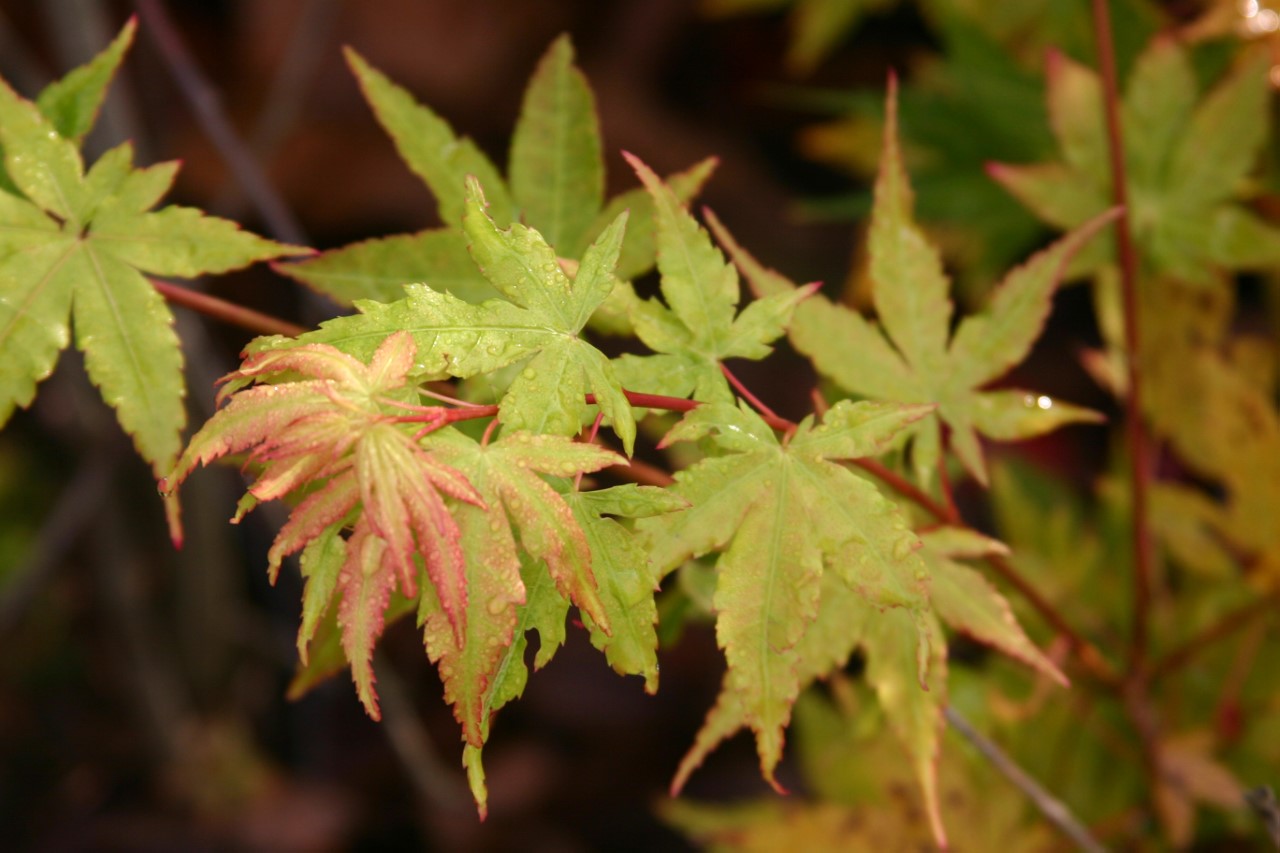 acer-palmatum-sangokaku