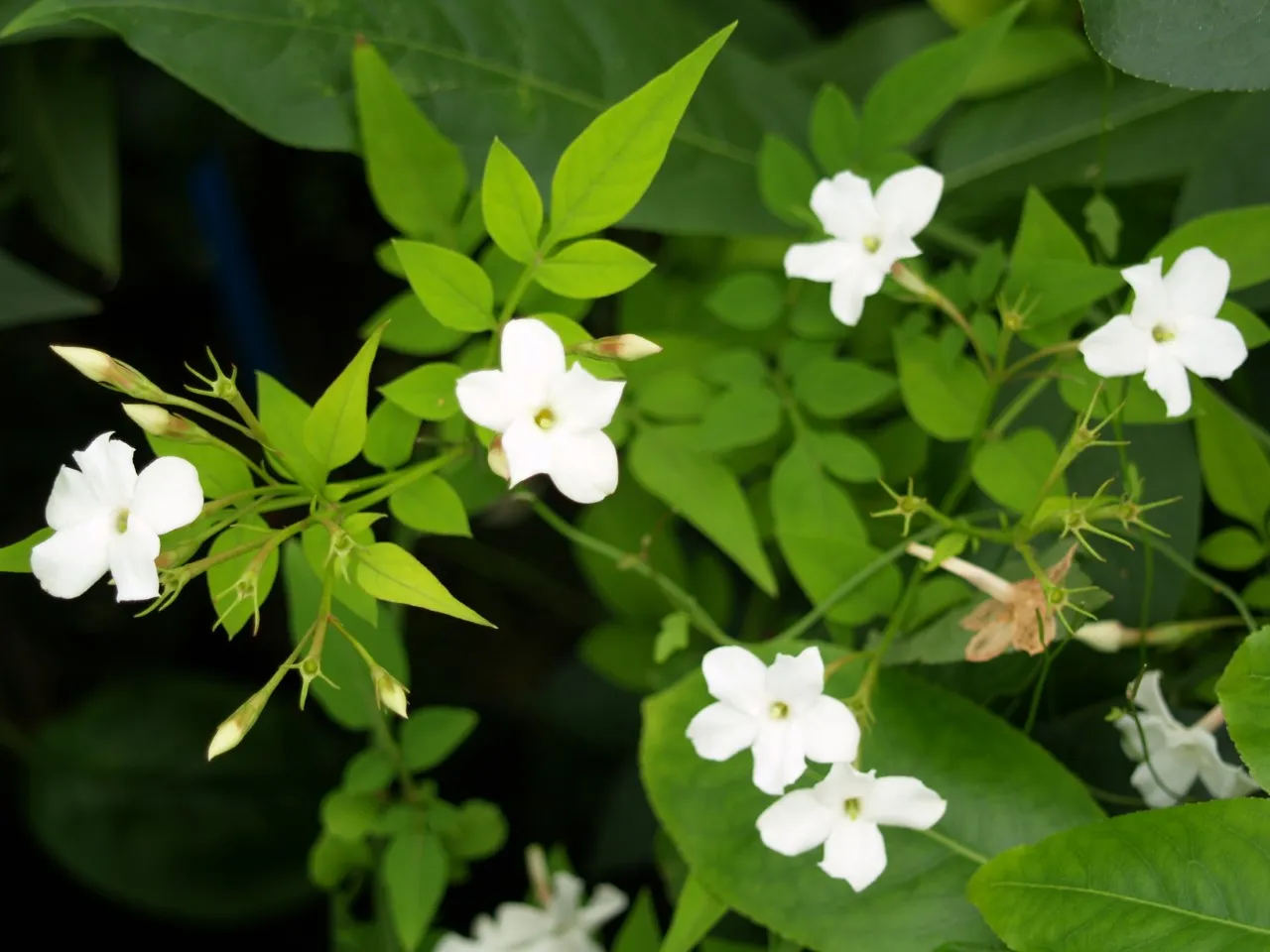 Jasminum officinale