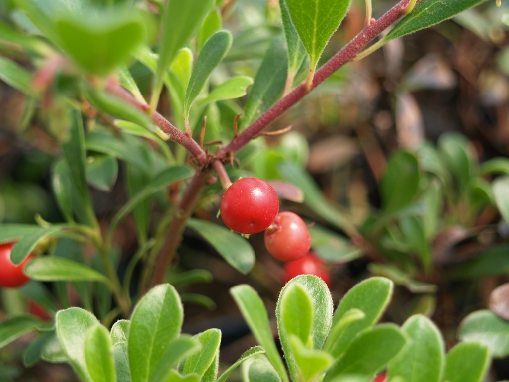 arctostaphylos-uva-ursi-vancouver-jade