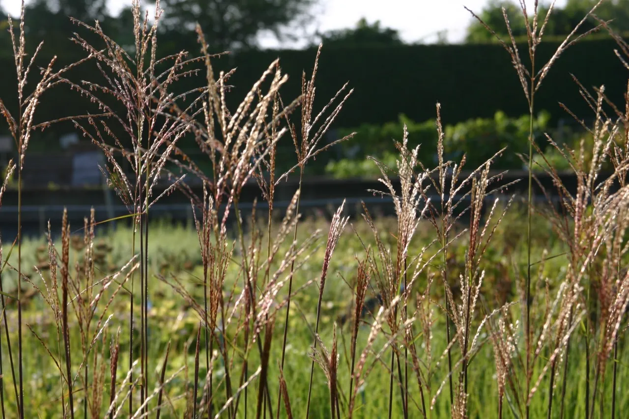 Miscanthus sinensis 'Dronning Ingrid'