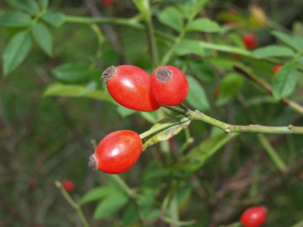 rosa-canina