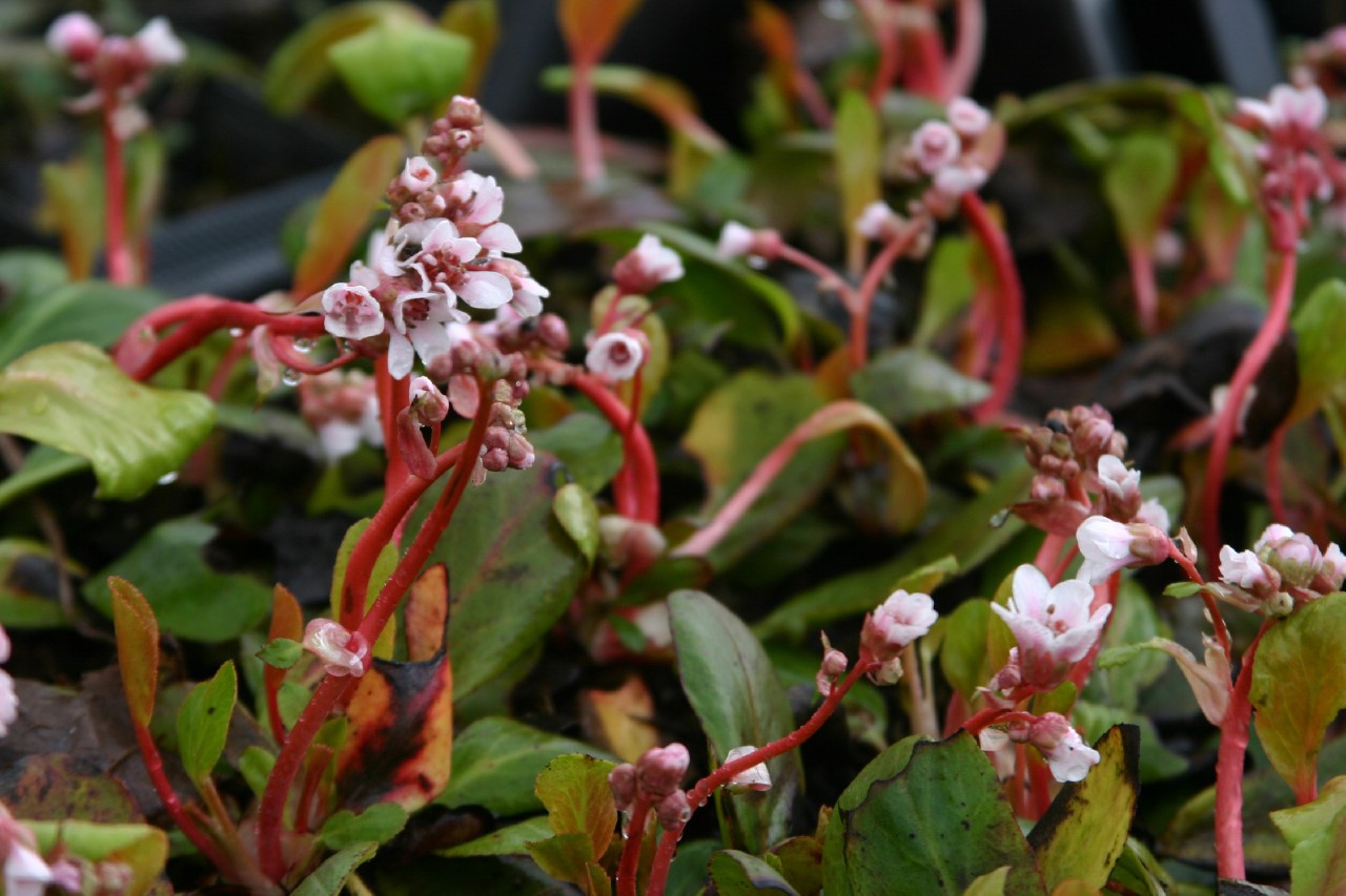 bergenia-silberlicht