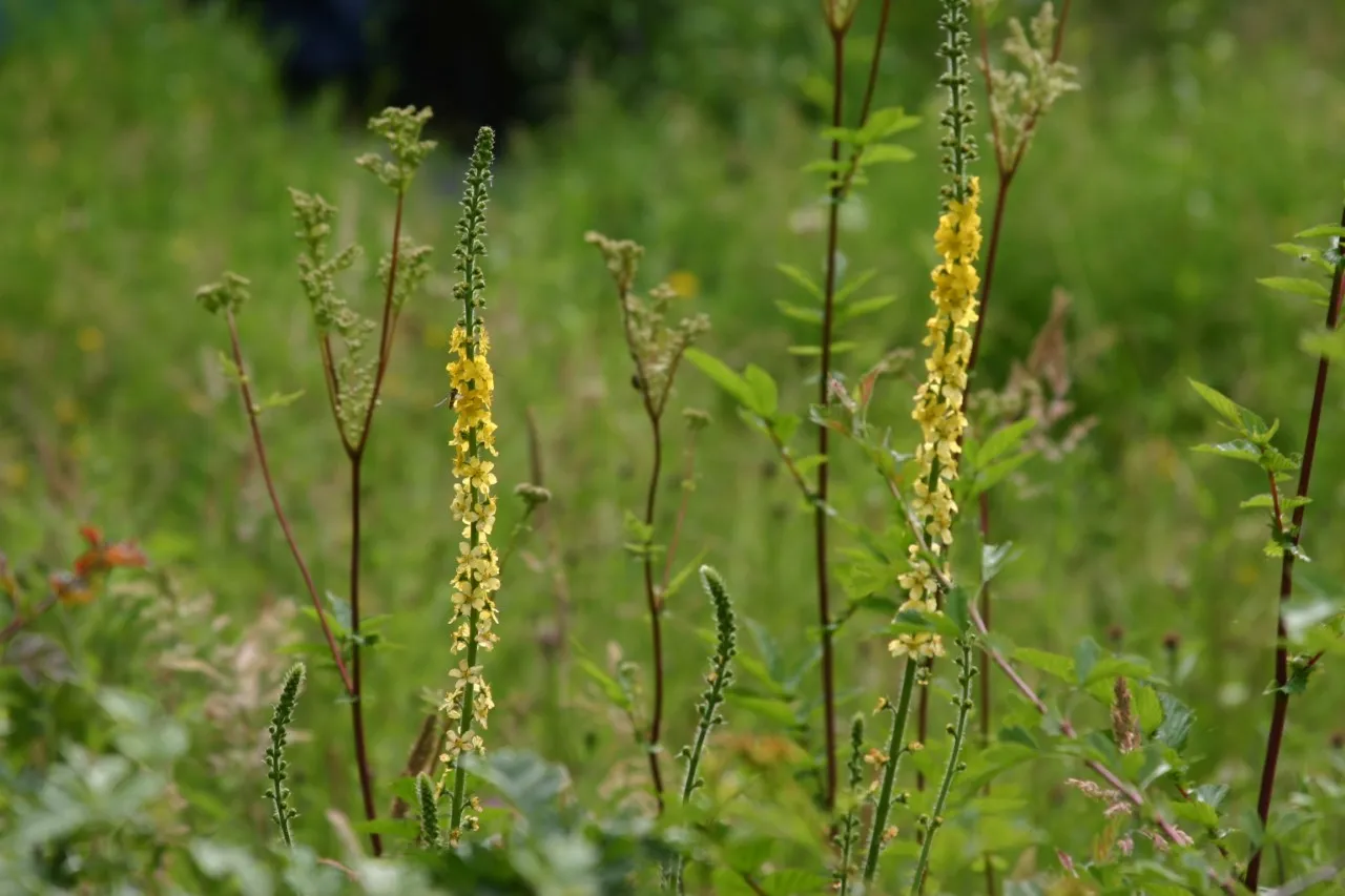 Agrimonia eupatoria