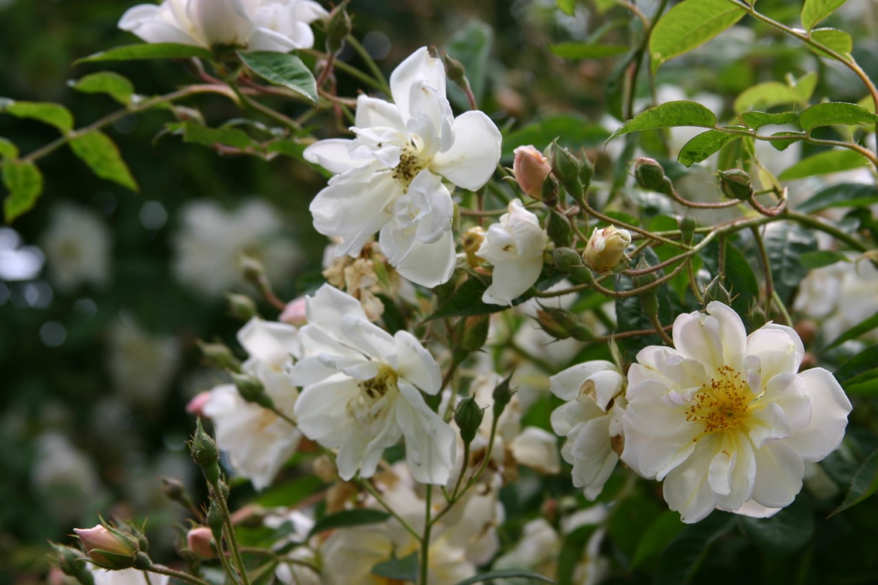 rosa-multiflora