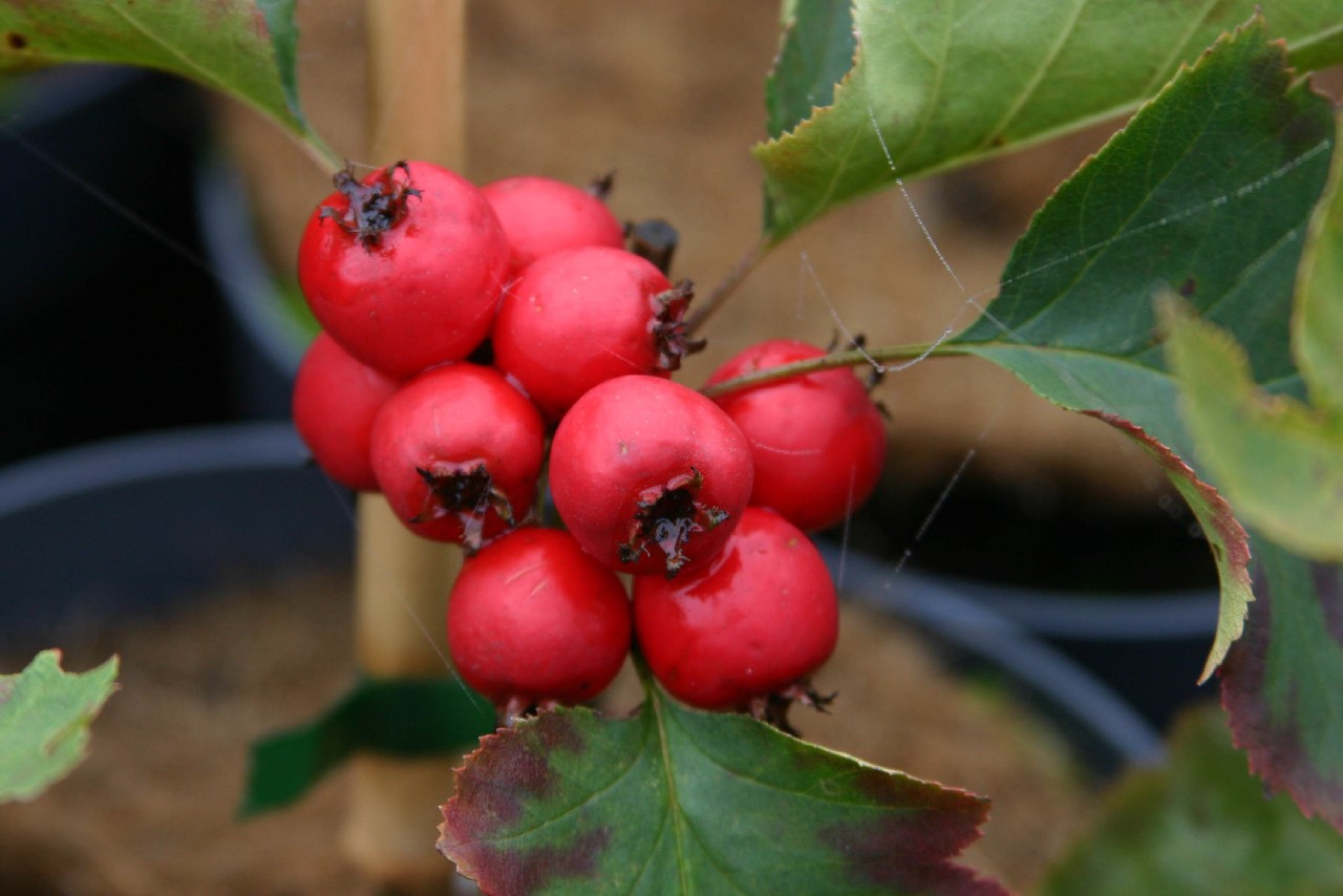 crataegus-elwangeriana-fire-ball