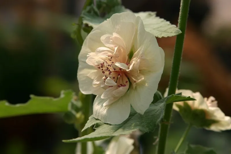 Alcea rosea 'Sunshine'