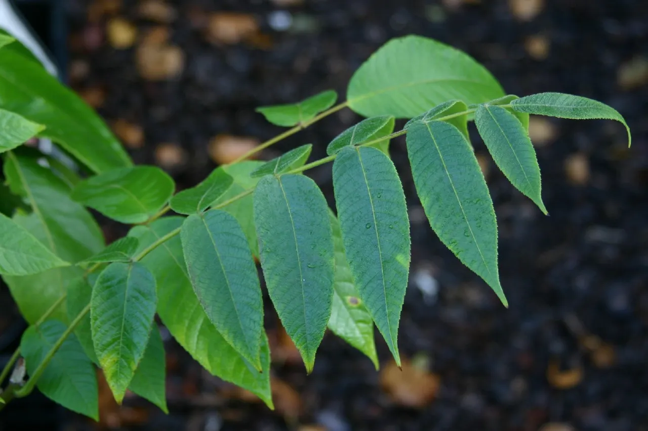 Juglans cinerea 'Beckwith'