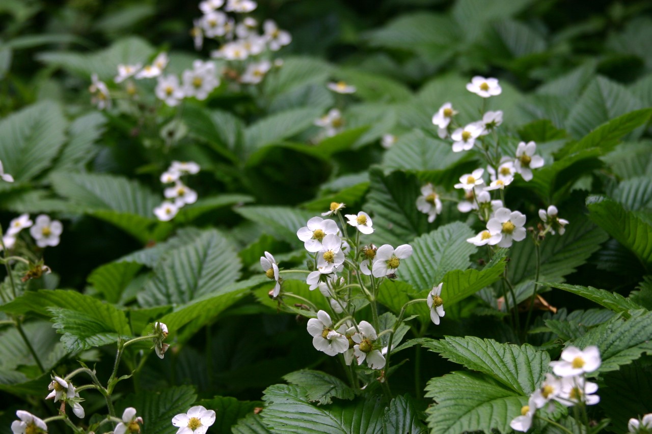 fragaria-moschata-schone-wienerin