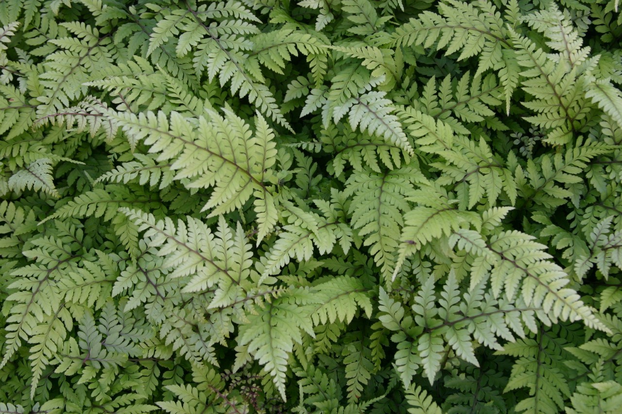 athyrium-otophorum-okanum