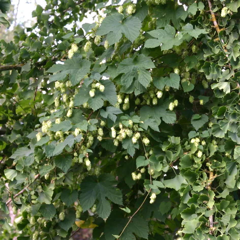 Humulus lupulus 'Nordbrau' : P11 : 10-15