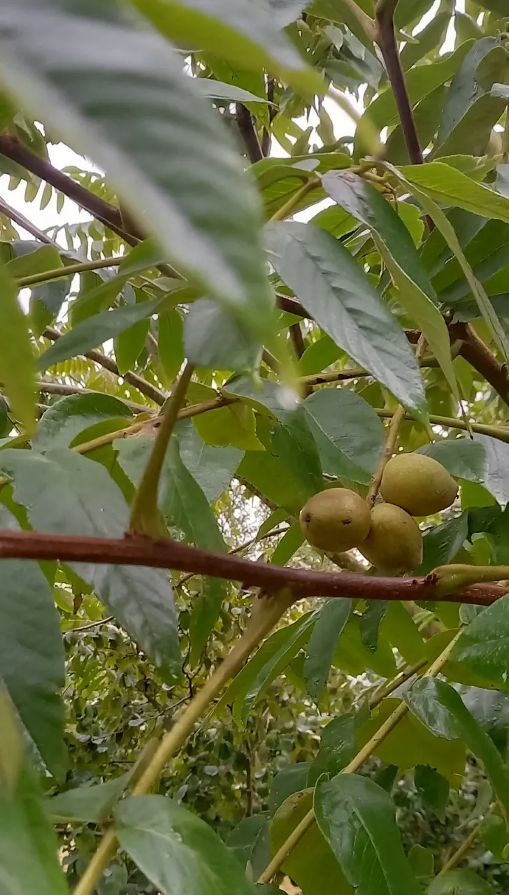 Juglans ailantifolia cord.'Kalmar'