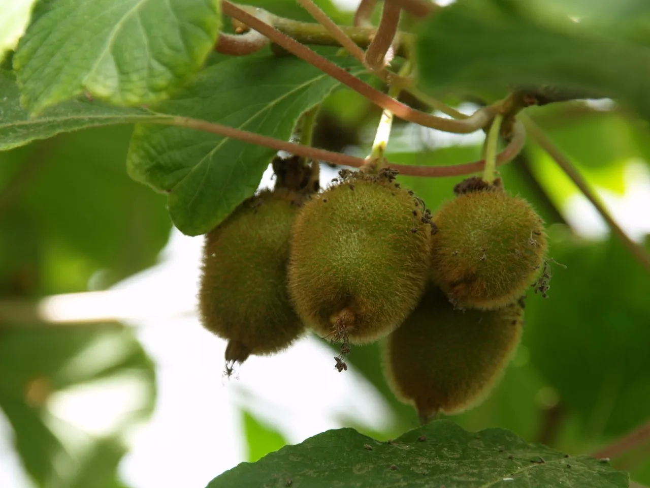 Actinidia deliciosa 'Jenny'