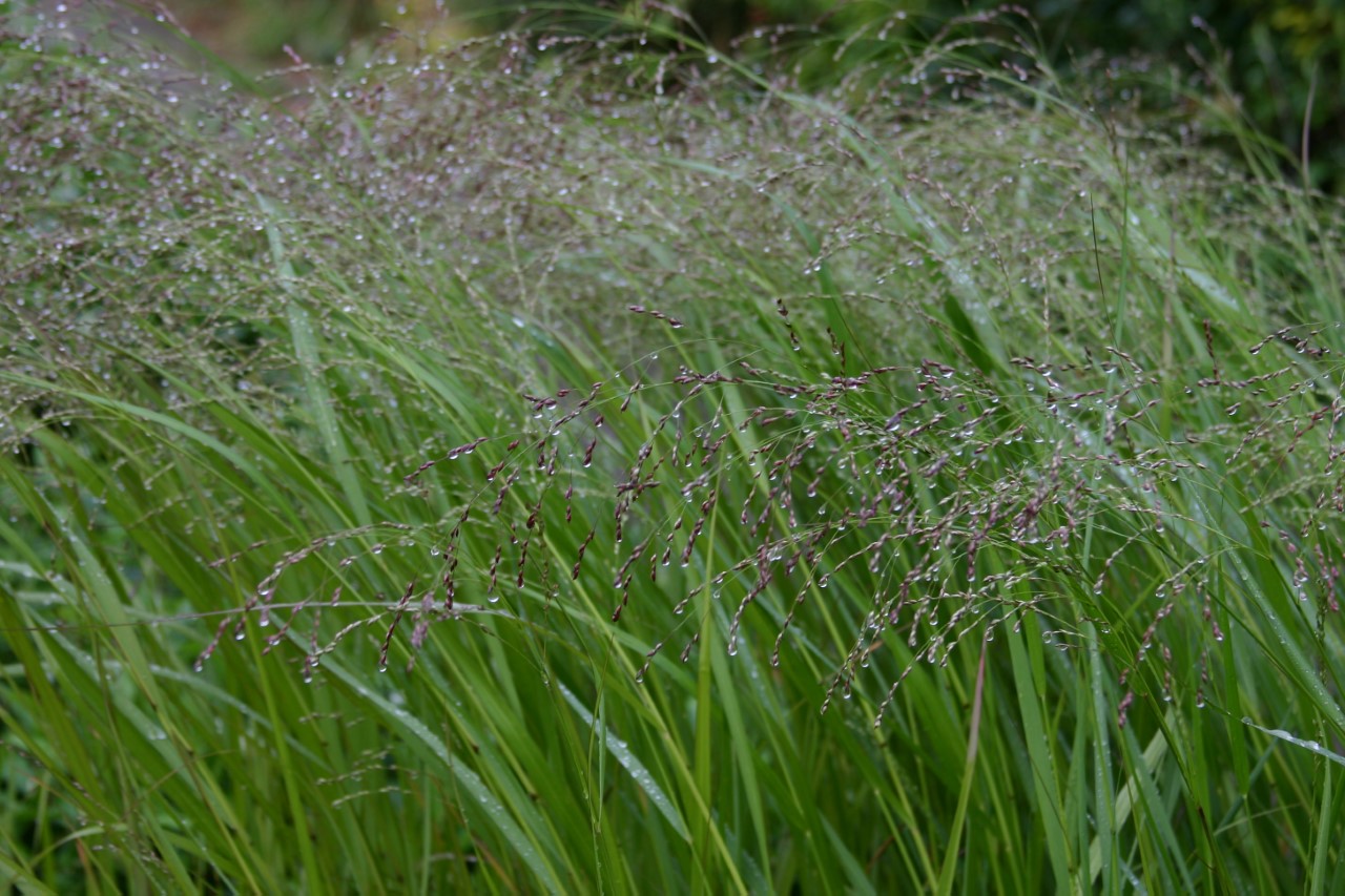 panicum-virgatum-warrior