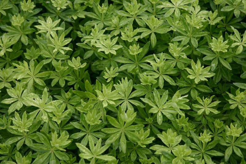 galium-odoratum