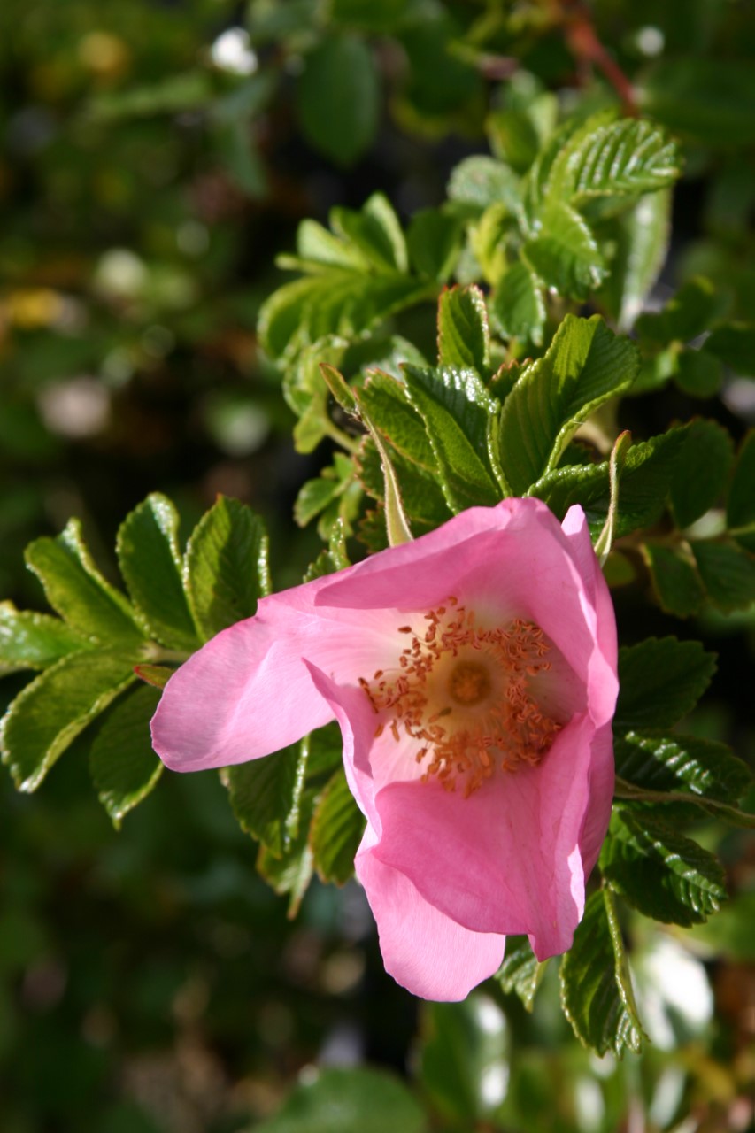 rosa-r-dagmar-hastrup