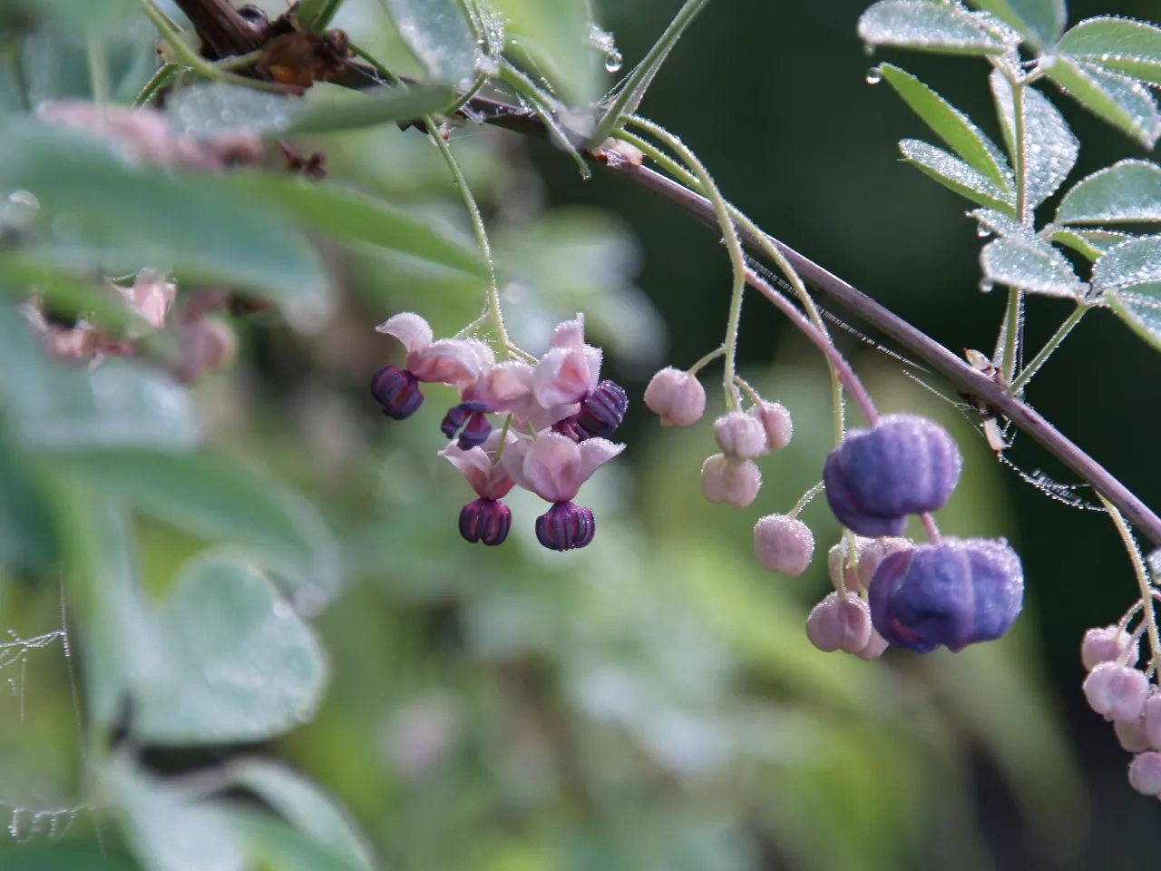 Akebia quinata 'Cream' : C2RP : 60-80