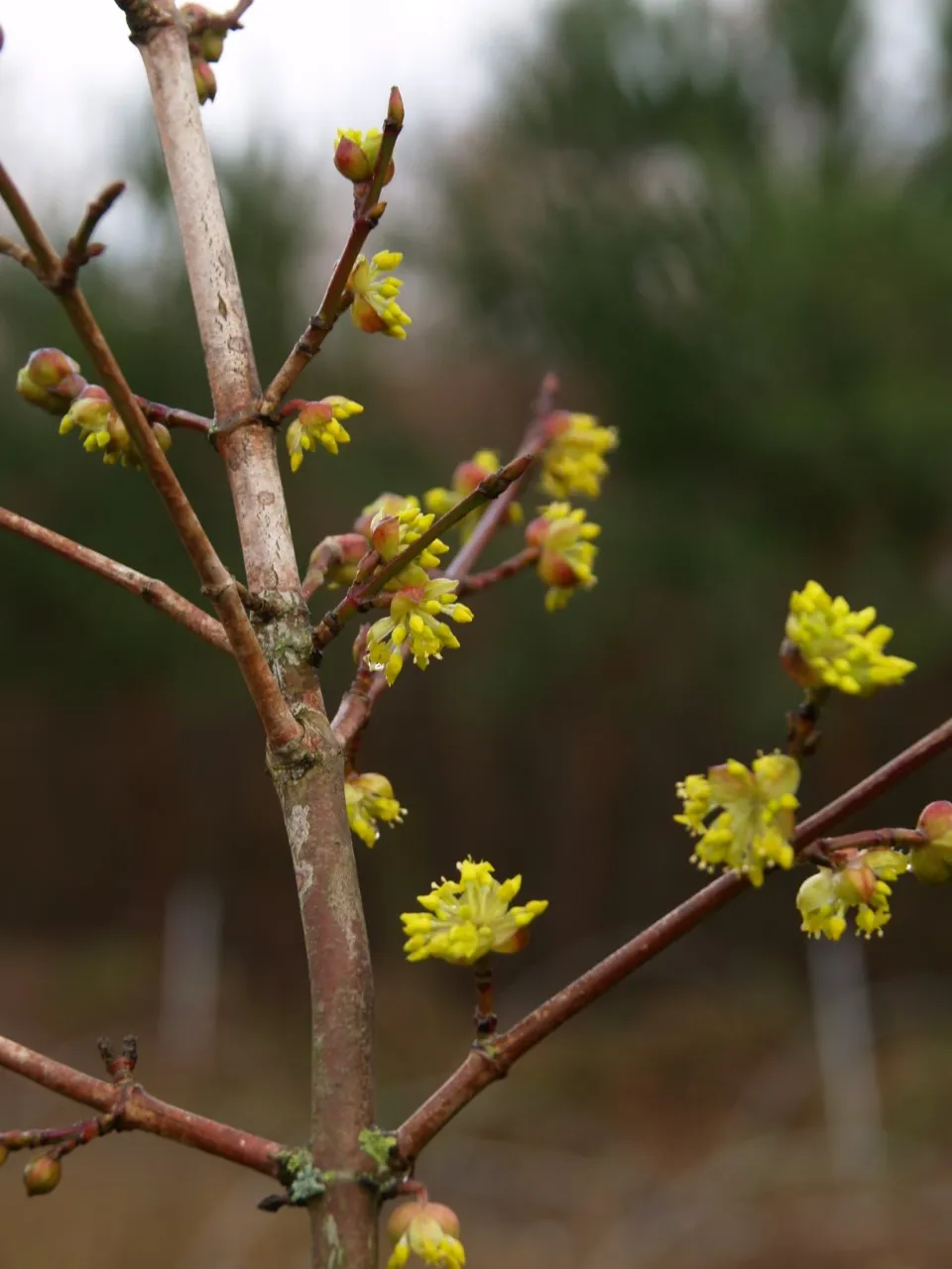 Cornus mas 'Kasanlak'