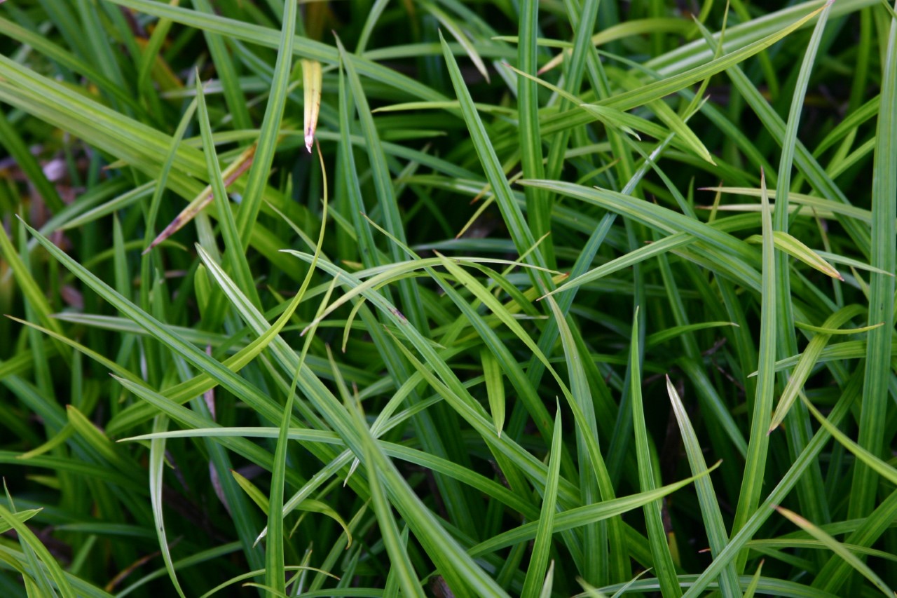 carex-morrowii-irish-green