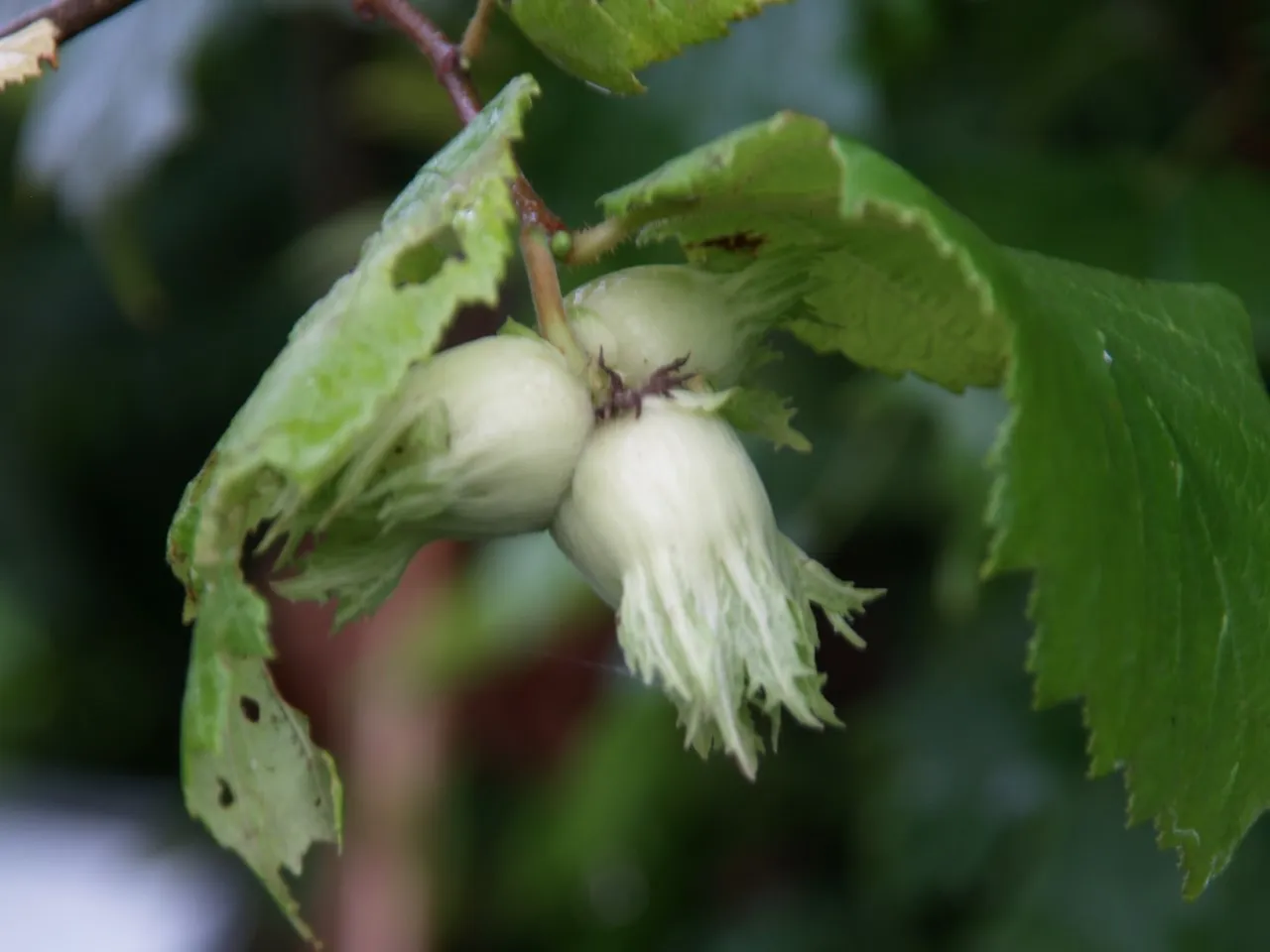 Corylus x colurnoides ‘Chinoka’