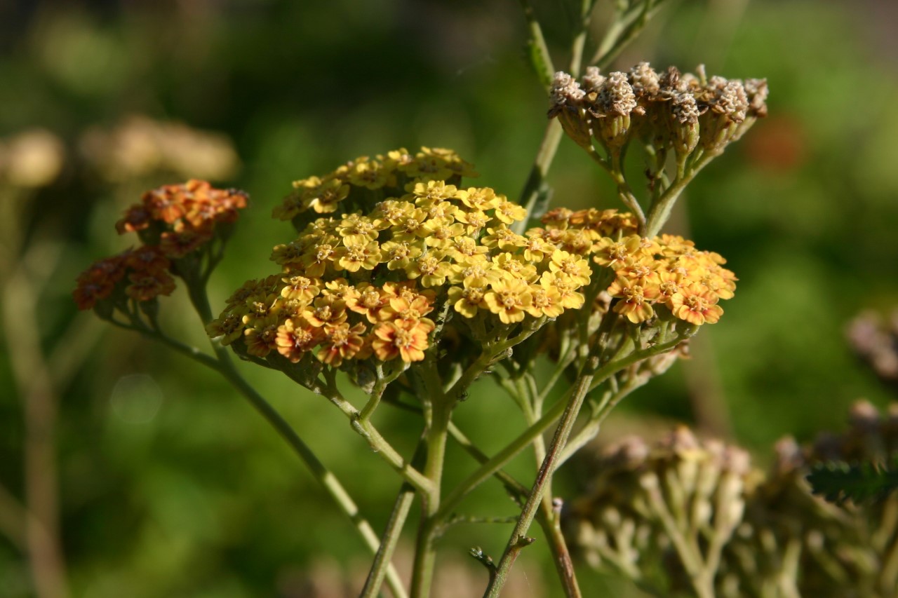 achillea-terracotta