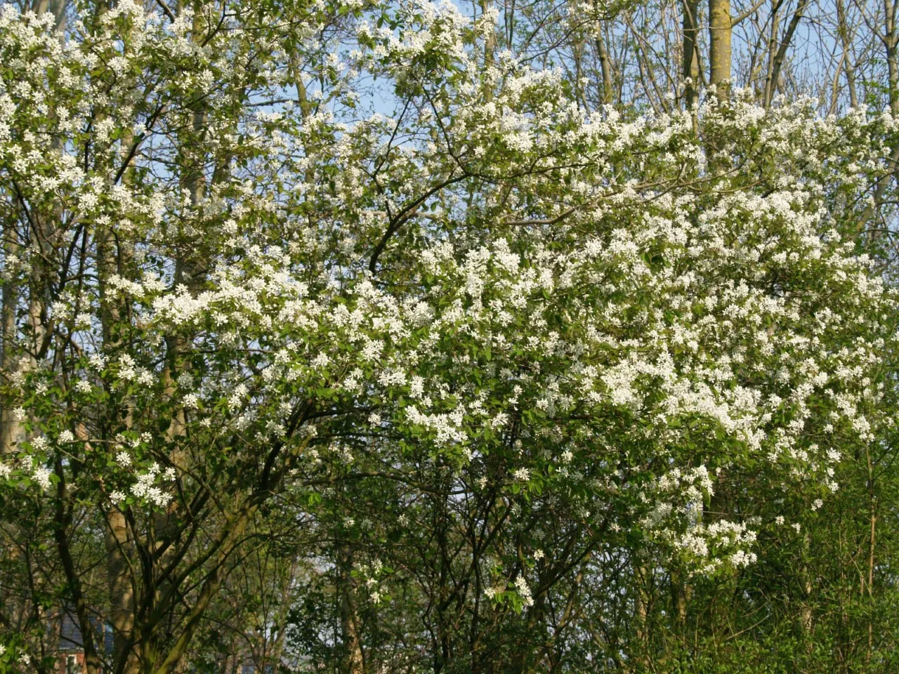 Amelanchier lamarckii