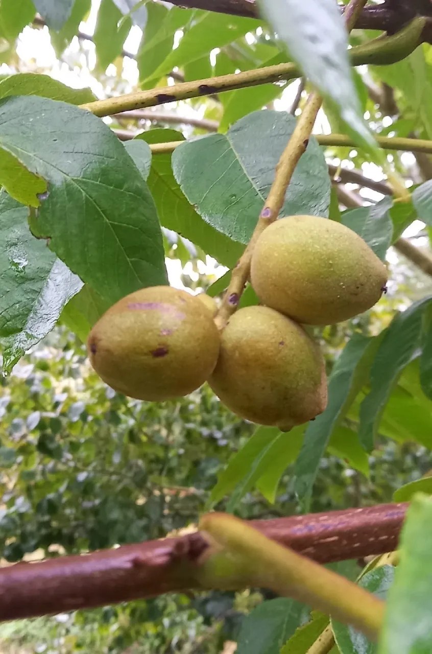 Juglans ailantifolia cord. 'Campbell CW1'