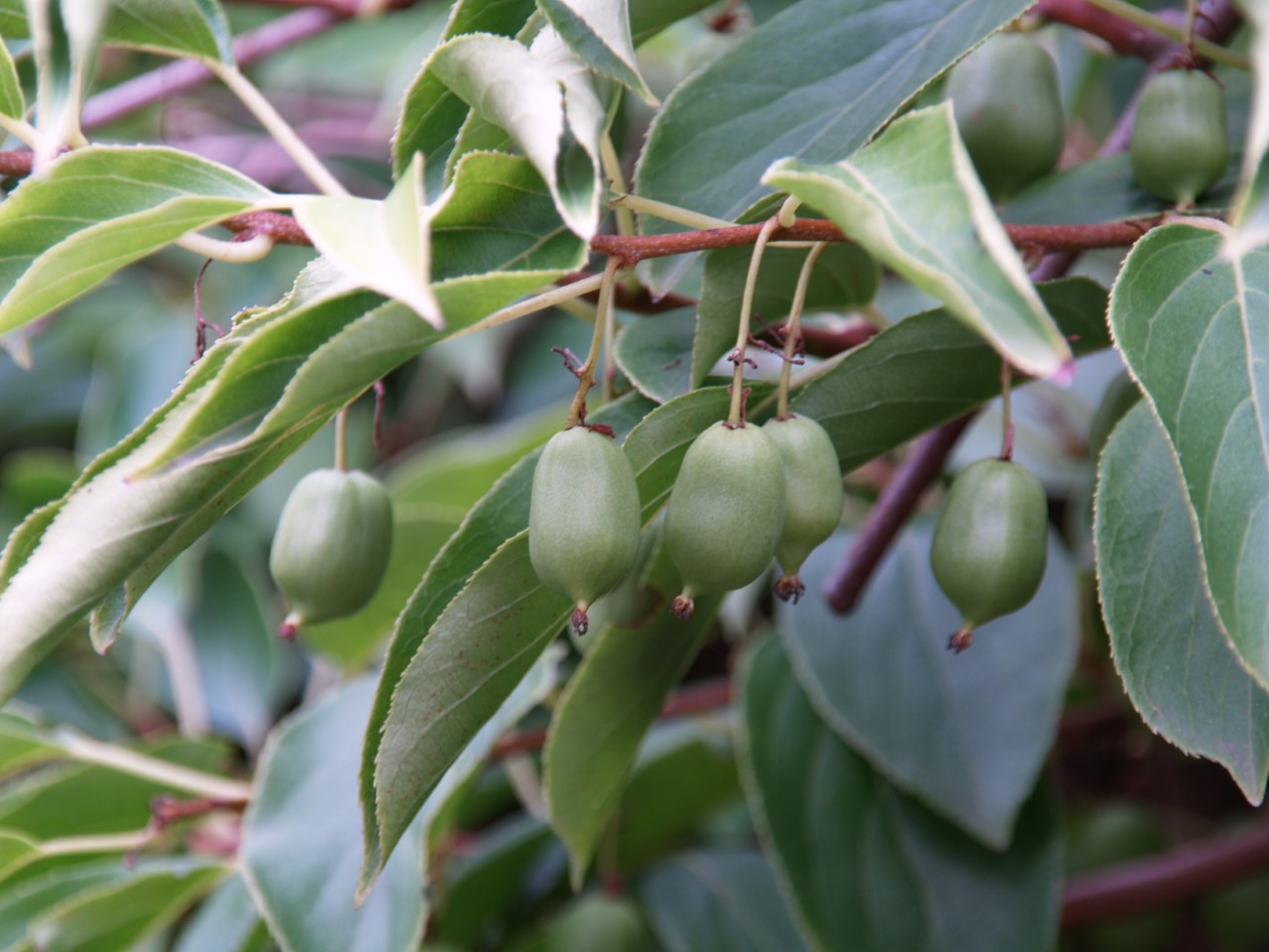 Zelfbestuiving of kruisbestuiving: wat past bij jouw tuin?  