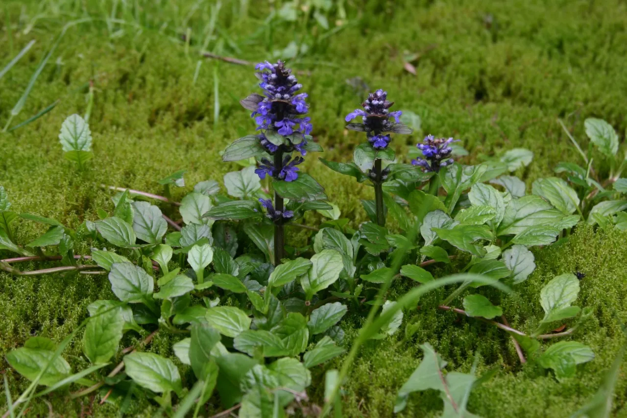 Ajuga reptans