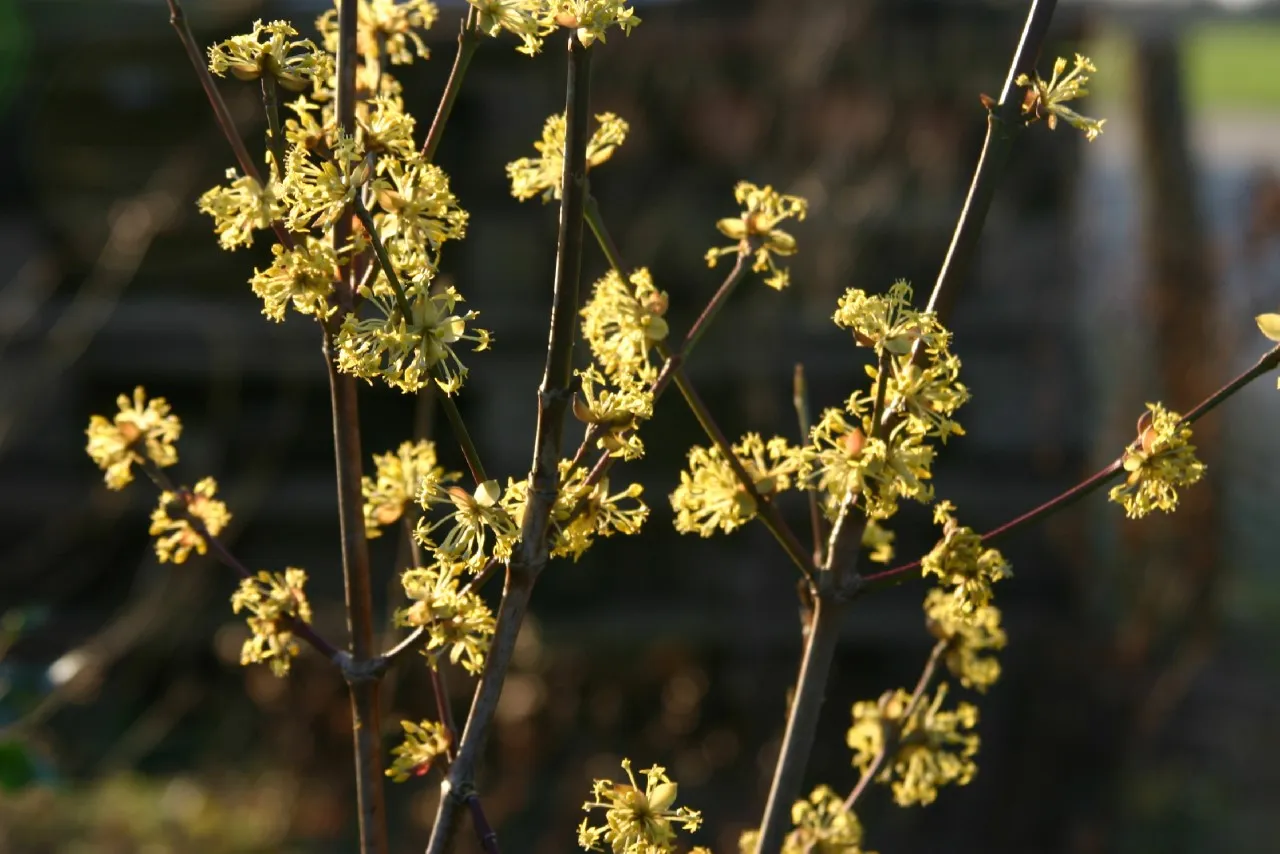 Cornus mas  autochtoon