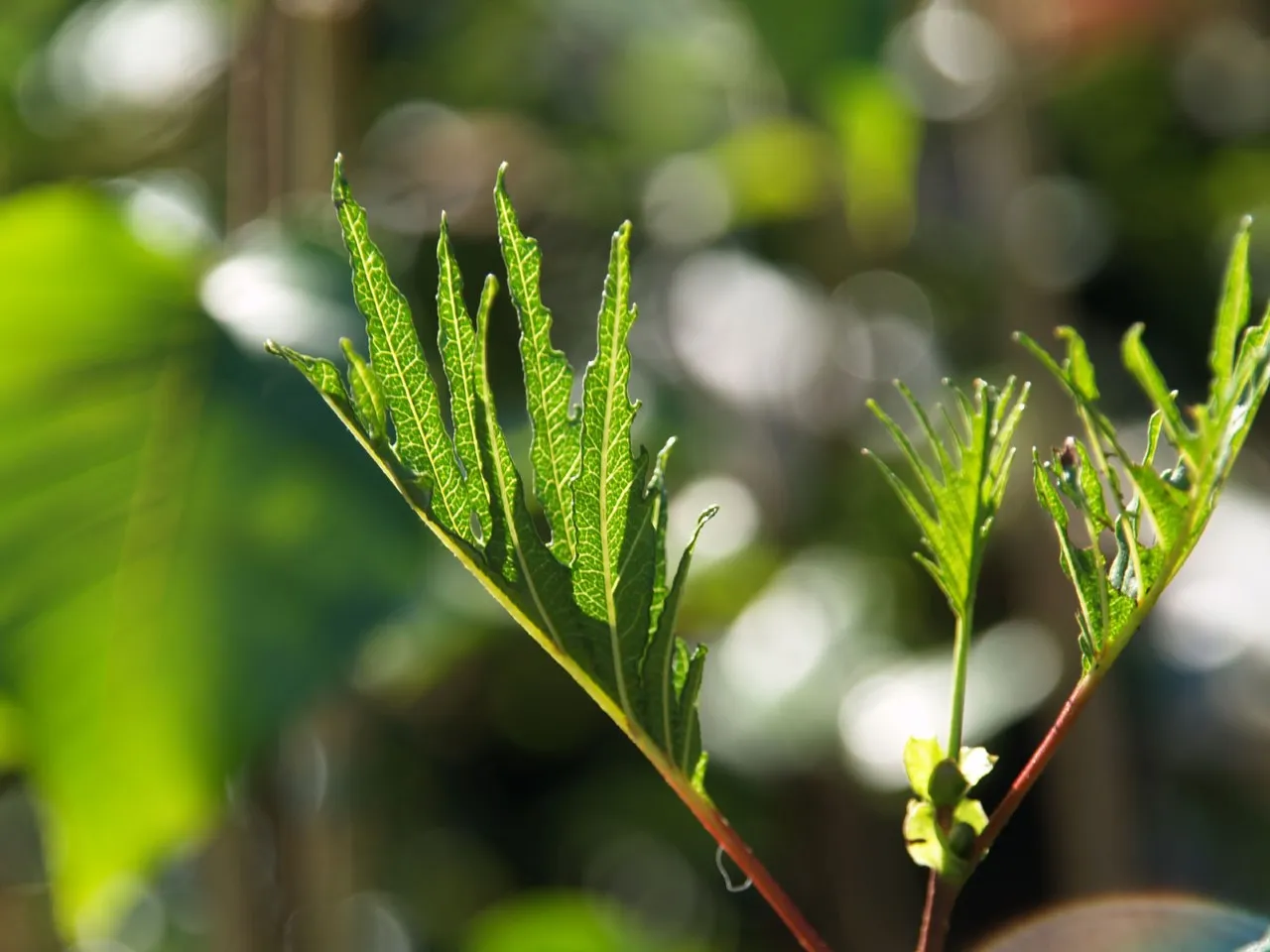 Alnus glutinosa 'Imperialis'