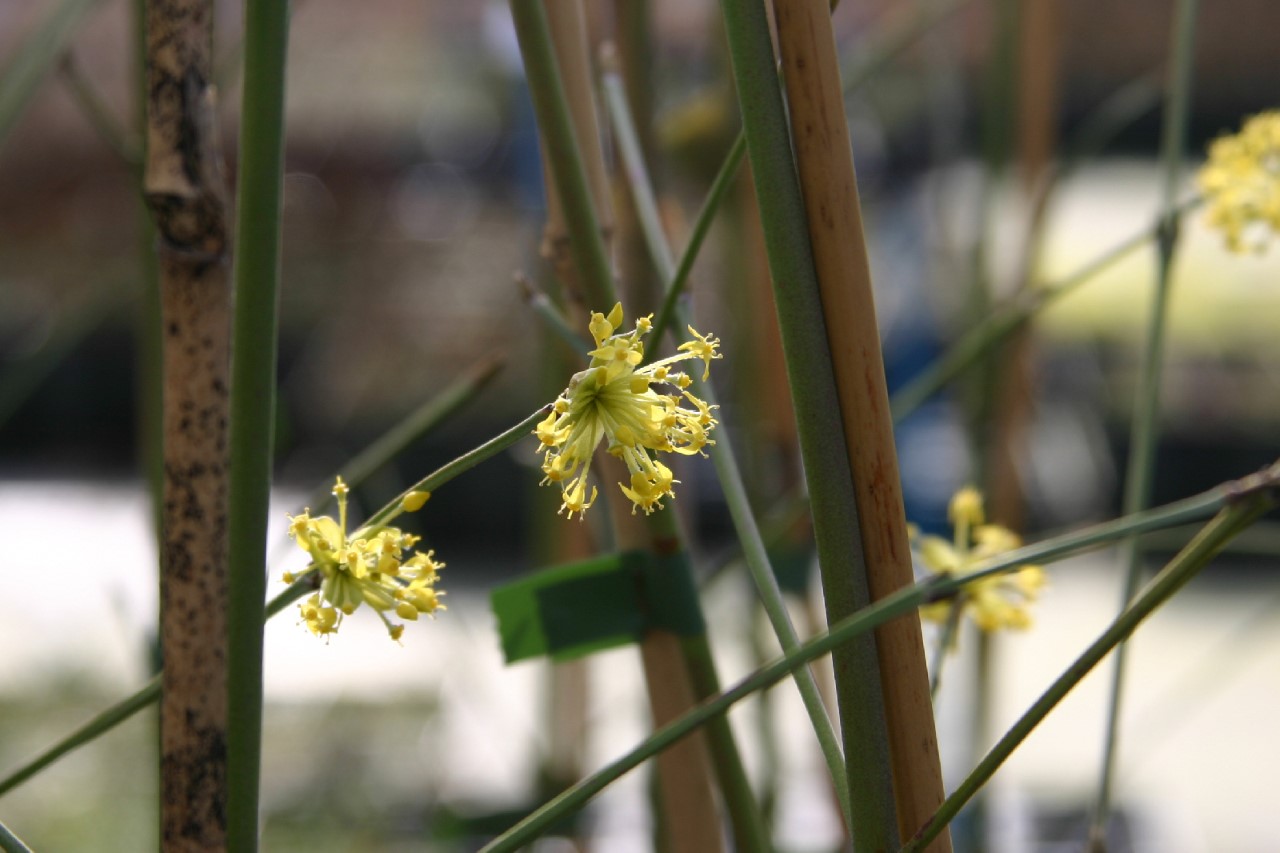 cornus-mas-matador