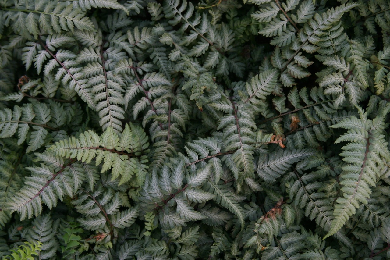 athyrium-niponicum-silver-falls