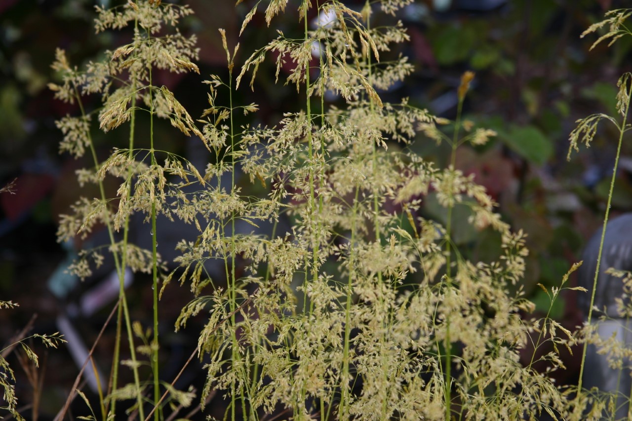 deschampsia-cespitosa-goldschleier