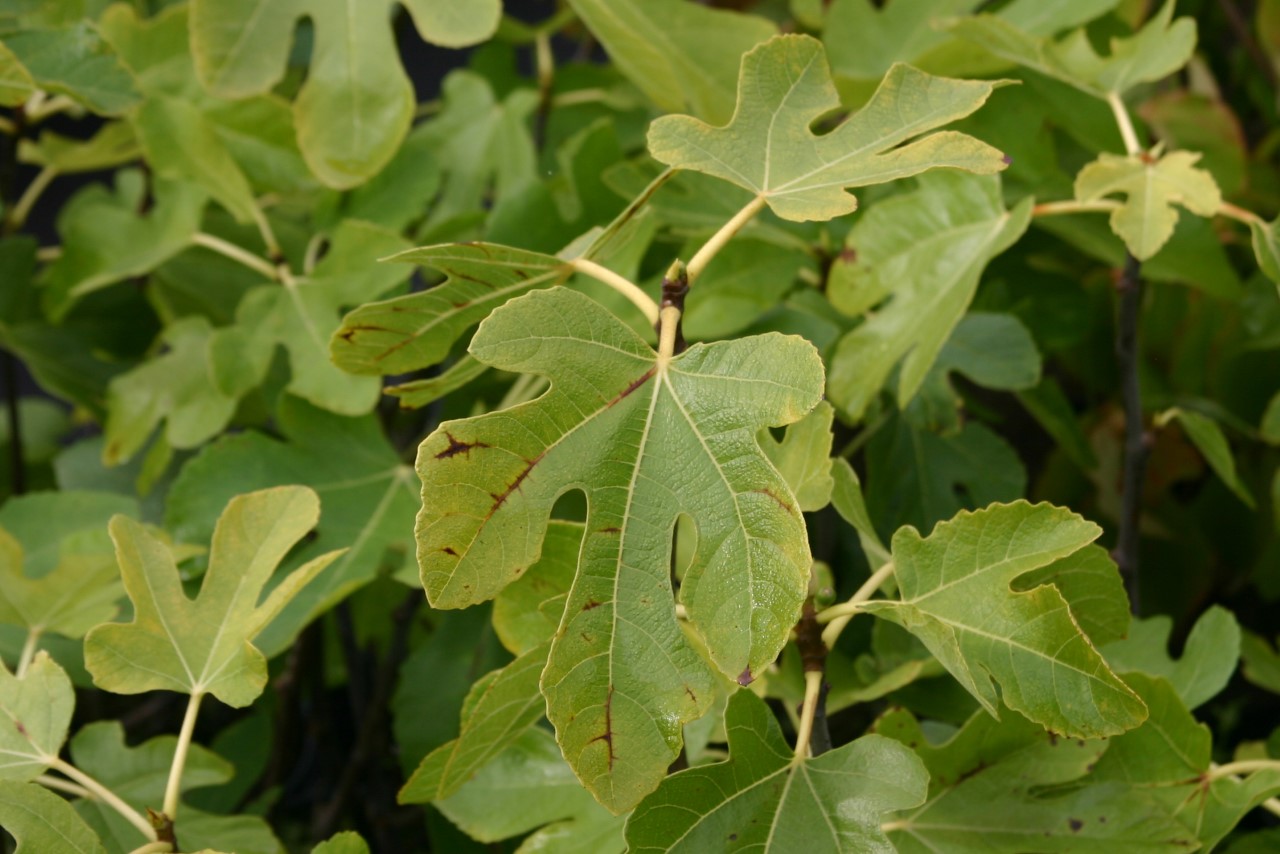 Ficus carica 'Del Portogallo' : C3.5 : 40-60