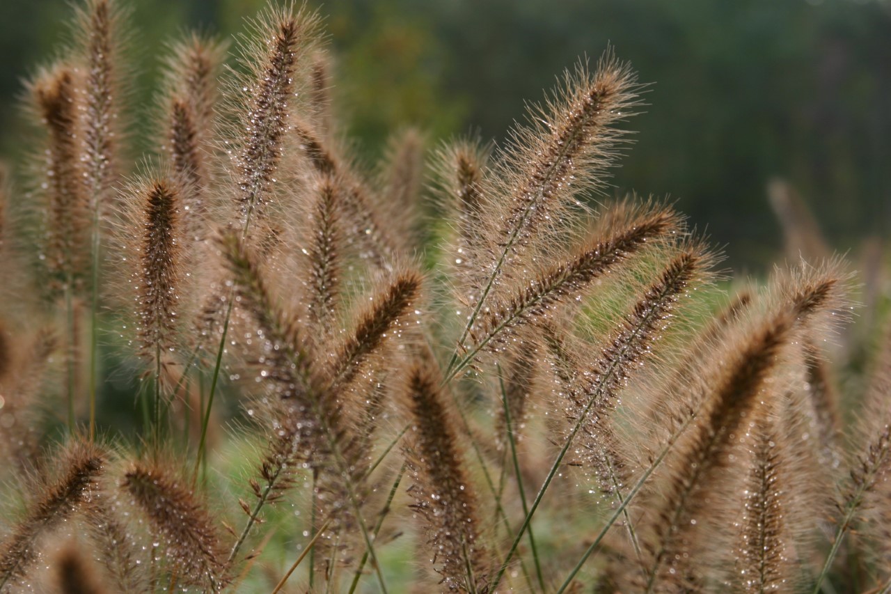 pennisetum-alopecuroides-woodside