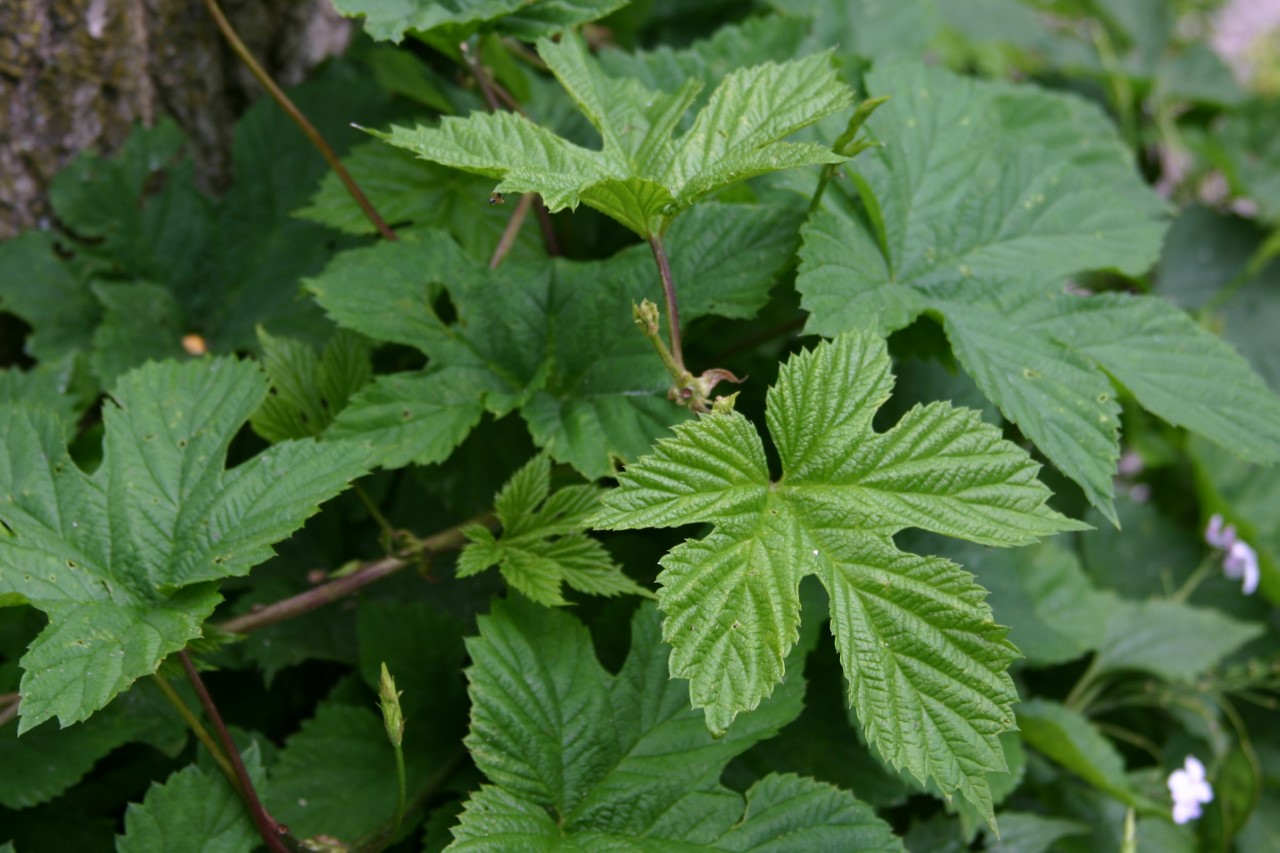 humulus-lupulus