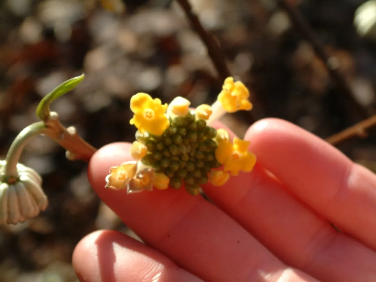 Edgeworthia chrysantha