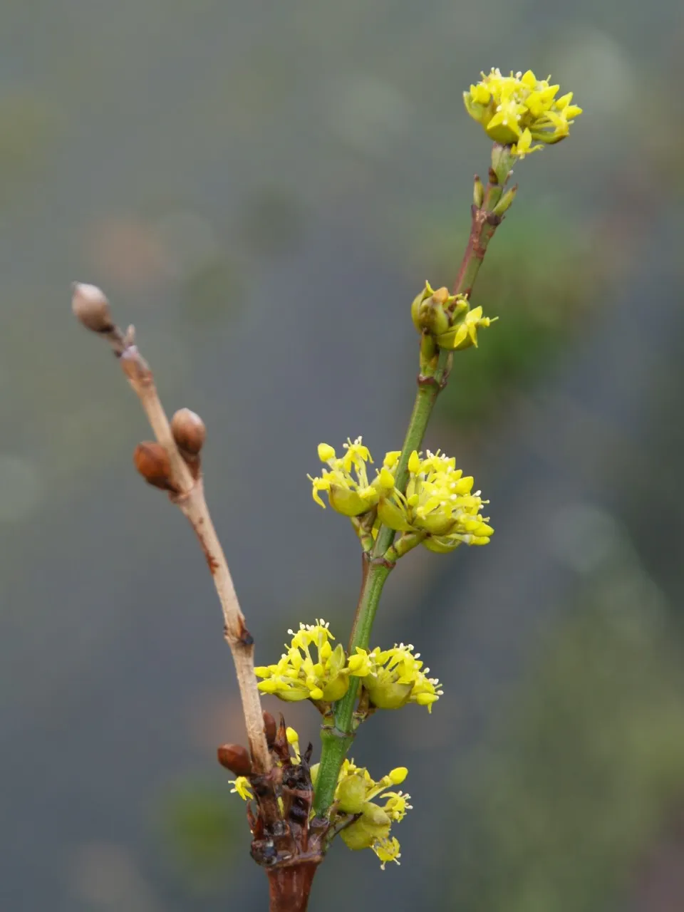 Cornus mas 'Schumener'