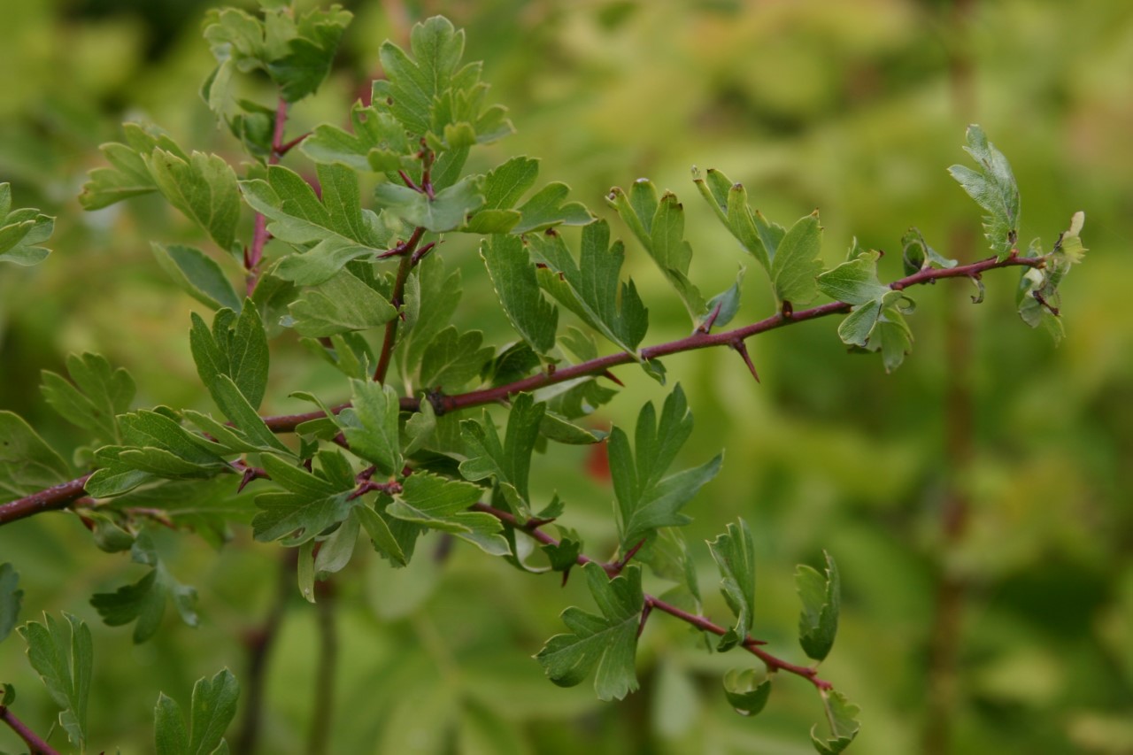 crataegus-azarolus-narbonne