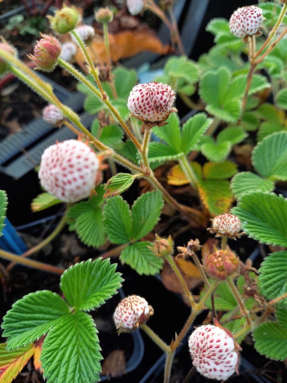 fragaria-nilgerrensis-fenhong-se